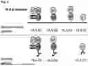 Fig. 02 - MULTISPECIFIC ANTIBODIES AND USE THEREOF