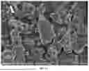 Fig. 02 - HEAT-RESISTANT RESISTANT STARCH (RS) AND PREPARATION METHOD THEREOF