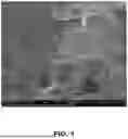 Fig. 02 - Naturally Sourced Chitin Foam