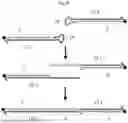Fig. 09 - MODIFIABLE HYDROGEL MATERIAL AND METHOD FOR PRODUCING A MODIFIABLE HYDROGEL