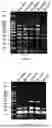 Fig. 02 - DNA POLYMERASE MUTANT AND USE THEREOF