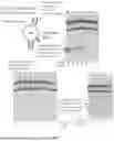 Fig. 07 - DNAZYME AND USE THEREOF