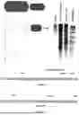 Fig. 03 - Gene Targeting