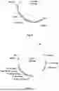 Fig. 06 - Gene Targeting