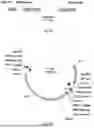 Fig. 07 - Gene Targeting