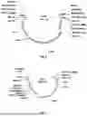 Fig. 08 - Gene Targeting