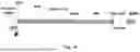 Fig. 09 - Gene Targeting