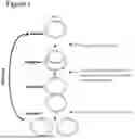 Fig. 02 - Method for Replicating or Amplifying Circular DNA