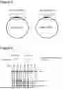 Fig. 06 - Method for Replicating or Amplifying Circular DNA