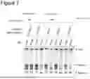 Fig. 07 - Method for Replicating or Amplifying Circular DNA