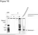 Fig. 10 - Method for Replicating or Amplifying Circular DNA