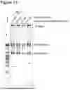 Fig. 12 - Method for Replicating or Amplifying Circular DNA