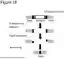 Fig. 17 - Method for Replicating or Amplifying Circular DNA