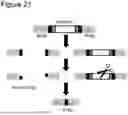 Fig. 19 - Method for Replicating or Amplifying Circular DNA