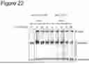 Fig. 20 - Method for Replicating or Amplifying Circular DNA