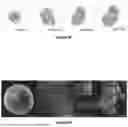 Fig. 07 - SUPRAMOLECULAR ENCAPSULATED DNA/RNA PARTICLES