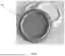 Fig. 44 - A METHOD FOR PRODUCING A CELLULOSE PRODUCT AND A CELLULOSE PRODUCT