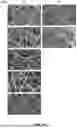 Fig. 14 - ACID-FREE SOLUTION PROCESS FOR STRUCTURALLY INTACT CARBON FIBER PAPER WITH LONG-LASTING HYDROPHILICITY