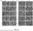 Fig. 18 - ACID-FREE SOLUTION PROCESS FOR STRUCTURALLY INTACT CARBON FIBER PAPER WITH LONG-LASTING HYDROPHILICITY