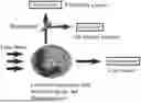 Fig. 01 - BLOOD CELL ANALYZER FOR DETECTING ARCHAEOCYTE AND DETECTION METHOD