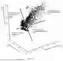 Fig. 12 - SINGLE PARTICLE ANALYSIS METHOD FOR VIRAL NUCLEIC ACID VECTOR