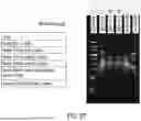 Fig. 44 - DETERMINATION OF PROTEIN INFORMATION BY RECODING AMINO ACID POLYMERS INTO DNA POLYMERS