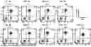 Fig. 04 - CD28 BINDING ANTIBODIES AND ANTIGEN BINDING FRAGMENTS THEREOF