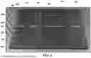 Fig. 08 - RECURRENT QUANTUM PHOTONIC PROCESSOR AND METHODS