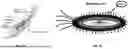 Fig. 09 - AUTOMATIC SUGGESTION OF MOST INFORMATIVE IMAGES