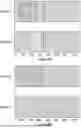 Fig. 22 - Ancestry Composition Determination