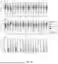 Fig. 34 - METHOD OF CHARACTERISING A DNA SAMPLE