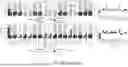 Fig. 37 - METHOD OF CHARACTERISING A DNA SAMPLE