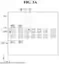 Fig. 05 - SEMICONDUCTOR PACKAGE AND METHOD OF FABRICATING THE SAME