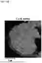 Fig. 05 - CATHODE ACTIVE MATERIAL FOR ALL SOLID BATTERY, AND MANUFACTURING METHOD THEREFOR