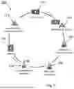 Fig. 02 - MULTI-STAGE LITHIATION FOR CATHODE MATERIAL