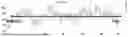 Fig. 07 - POSITIVE ELECTRODE AND LITHIUM SECONDARY BATTERY INCLUDING THE SAME