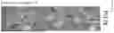 Fig. 08 - POSITIVE ELECTRODE AND LITHIUM SECONDARY BATTERY INCLUDING THE SAME