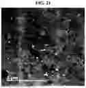 Fig. 12 - POSITIVE ELECTRODE ACTIVE MATERIAL AND LITHIUM SECONDARY BATTERY COMPRISING THE SAME