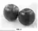 Fig. 02 - Apple Tree Named 'PremA019'