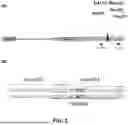 Fig. 02 - METHODS AND COMPOSITIONS TO INCREASE YIELD THROUGH MODIFICATIONS OF FEA3 GENOMIC LOCUS AND ASSOCIATED LIGANDS