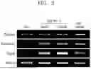Fig. 03 - PEPTIDE HAVING ACTIVITY OF IMPROVING STATE OF SKIN, AND USE THEREOF