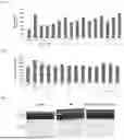 Fig. 07 - COMPOSITION COMPRISING HYBRID EXOSOME