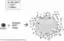 Fig. 01 - ORAL DOSAGE FORM WITH IONICALLY CHARGEABLE HYDROGEL FOR DELIVERY OF ACTIVE AGENT