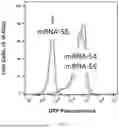Fig. 06 - NANOPARTICLES AND METHODS OF PRODUCTION FOR THE ENCAPSULATION OF NUCLEIC ACIDS