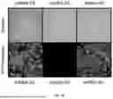 Fig. 07 - NANOPARTICLES AND METHODS OF PRODUCTION FOR THE ENCAPSULATION OF NUCLEIC ACIDS