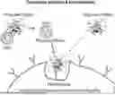 Fig. 01 - Methods of fabricating carriers for targeted delivery to a host