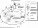 Fig. 07 - Methods of fabricating carriers for targeted delivery to a host