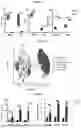 Fig. 08 - REEXPRESSION OF HNF4A TO ALLEVIATE CANCER-ASSOCIATED CACHEXIA