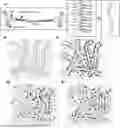 Fig. 01 - INJECTABLE TOUGH AND VISCOELASTIC BTA HYDROGEL