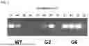 Fig. 02 - REVERSE TRANSCRIPTASE HAVING EXCELLENT THERMAL STABILITY